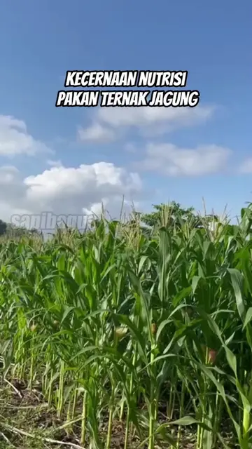 Kecernaan-Nutrisi-Pakan-Ternak-Jagung